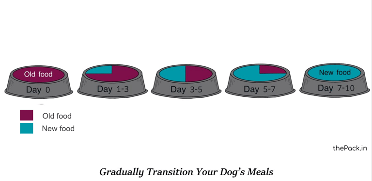 How to Safely Transition Your Dog’s Food: Dog Food Basics